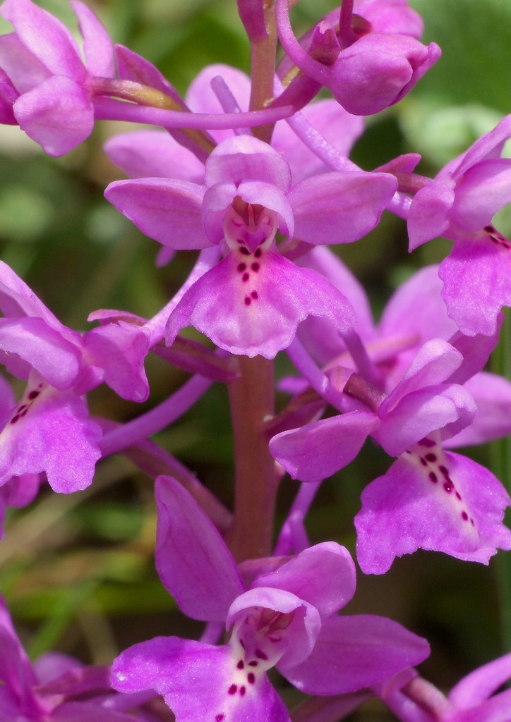 La Valle delle orchidee, Sassano e Monte San Giacomo 9 e 10 maggio 2015